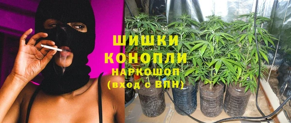 индика Ельня
